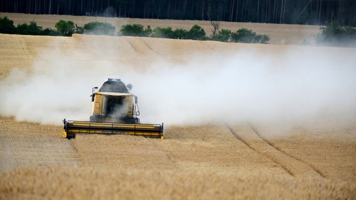 Dusty combine harvester working through a golden wheat field on a summer day