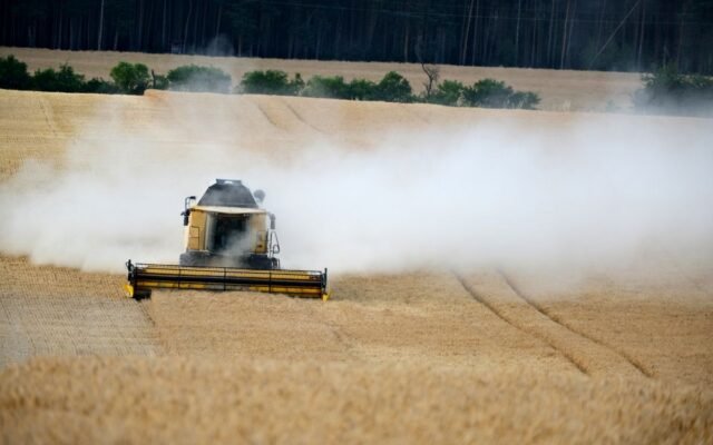 Dusty combine harvester working through a golden wheat field on a summer day