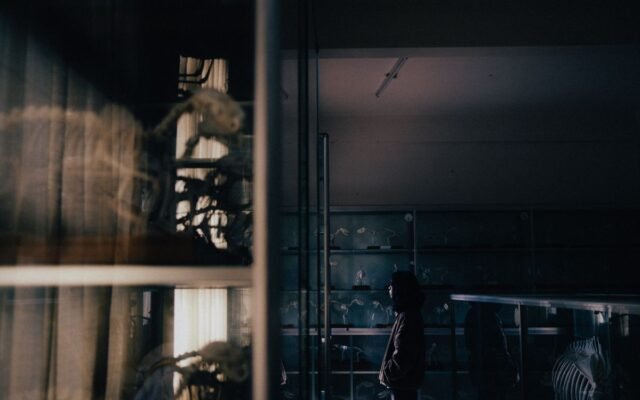 A woman observing animal skeletons in a dimly lit laboratory display