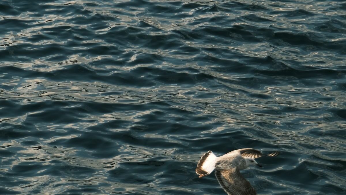 Three seagulls gracefully fly over a serene ocean