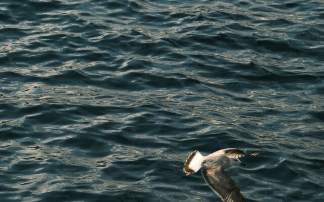 Three seagulls gracefully fly over a serene ocean