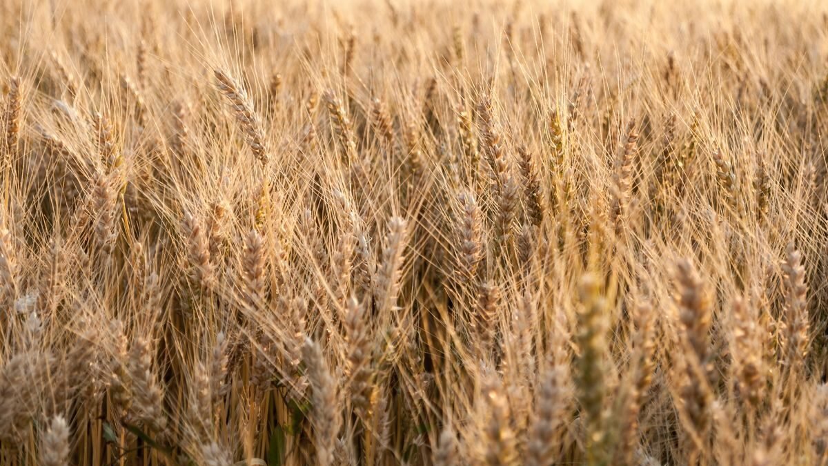 Close-up view of a sunlit golden wheat field during summer