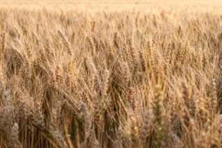 Close-up view of a sunlit golden wheat field during summer