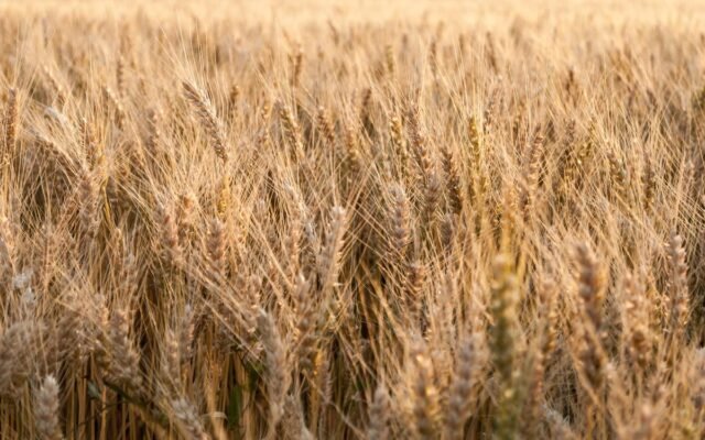 Close-up view of a sunlit golden wheat field during summer